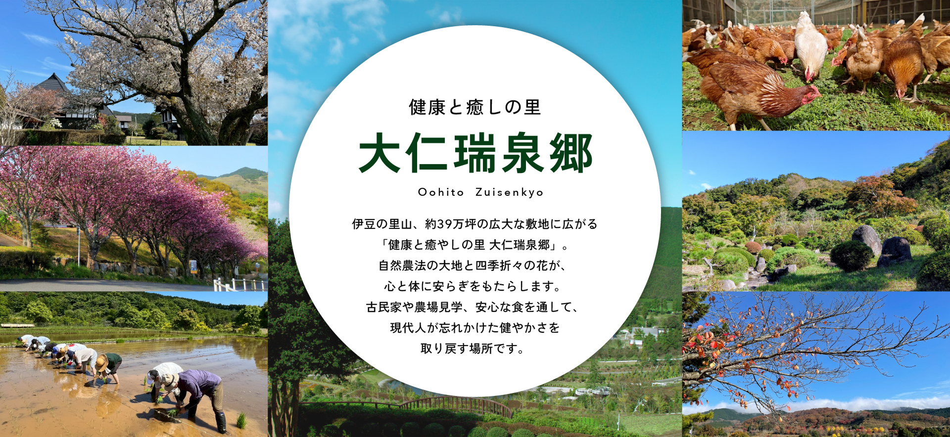 健康と癒しの里 大仁瑞泉郷 伊豆の里山、約39万坪の広大な敷地に広がる 「健康と癒しの里 大仁瑞泉郷」。 自然農法の大地と四季折々の花が、 心と体に安らぎをもたらします。 古民家や農場見学、安心な食を通して、 現代人が忘れかけた健やかさを 取り戻す場所です。